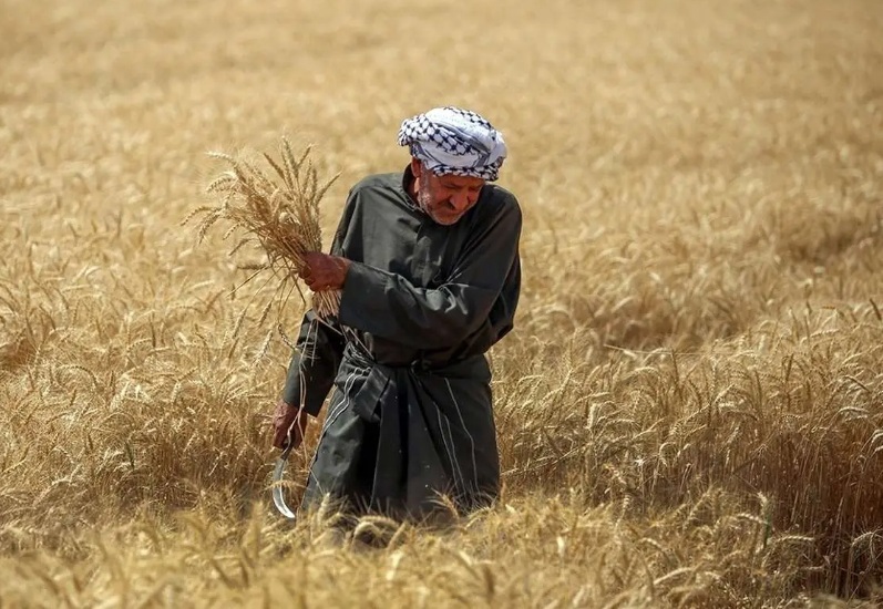 انتقاد عضو کمیسیون امنیت ملی از تاخیر در پرداخت بهای گندم