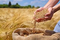 پرداخت ۱۶ هزار میلیارد تومان از مطالبات گندمکاران آغاز شد