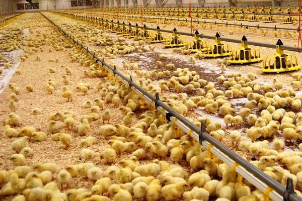 کاهش قیمت جوجه یک روزه ادامه دارد