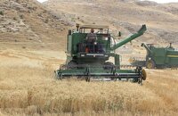 کاهش خرید تضمینی گندم به دلیل بدقولی خریدار