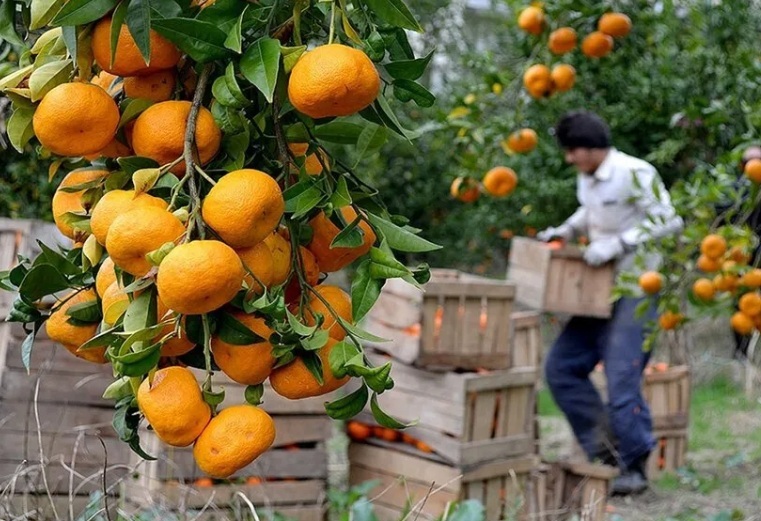 پرتقال و نارنگی، محبوبترین میوه‌های پارسال