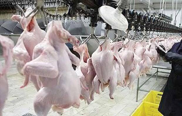 اجرای طرح هوشمندسازی زنجیره تولید و تأمین طیور از ابتدای ماه آینده