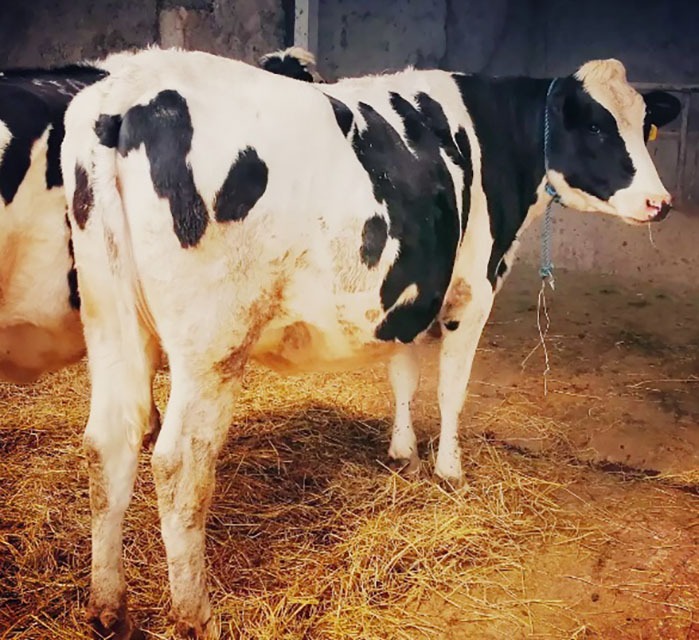 صادرات تلیسه به معنای خروج سرمایه نیست