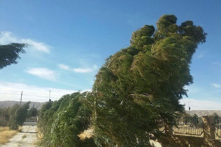 پس از گردوغبار، برگ‌های گیاهان را بشویید