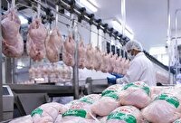 کاهش تولید مرغ به دلیل ناپایداری سیاست ها