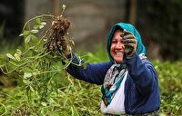 خوش حسابی بانوان روستایی در بازپرداخت وام ها