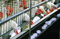 استمرار تاب آوری صنعت مرغ در گرو تامین نهاده و نقدینگی