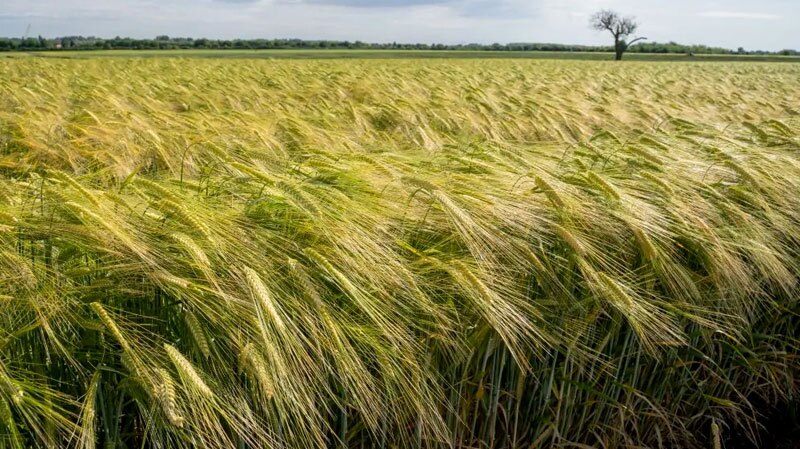 خسارت آفات، بیشتر از خشکسالی