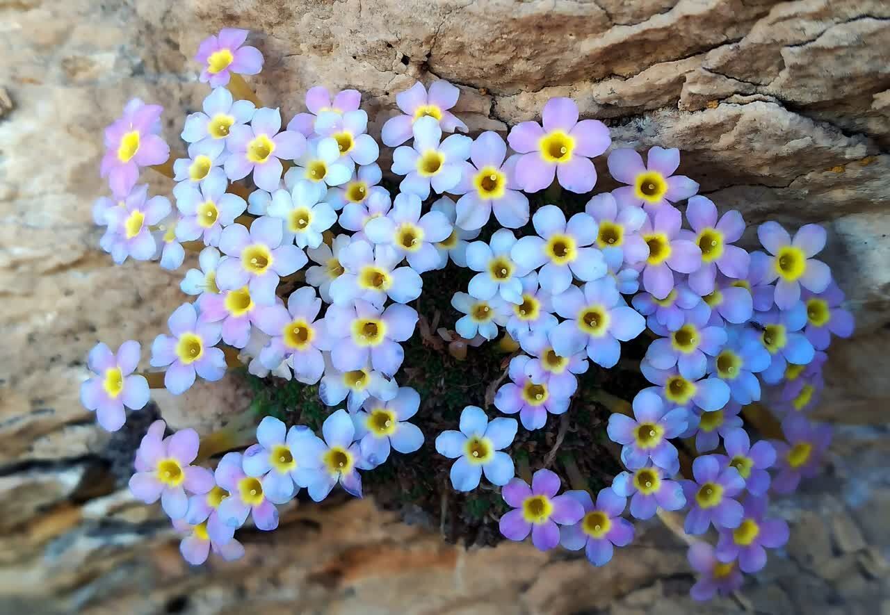 کشف دو گونه گل وحشی جدید در دامنه های زاگرس