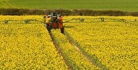 کشت قراردادی، راهکاری برای خودکفایی تولید روغن