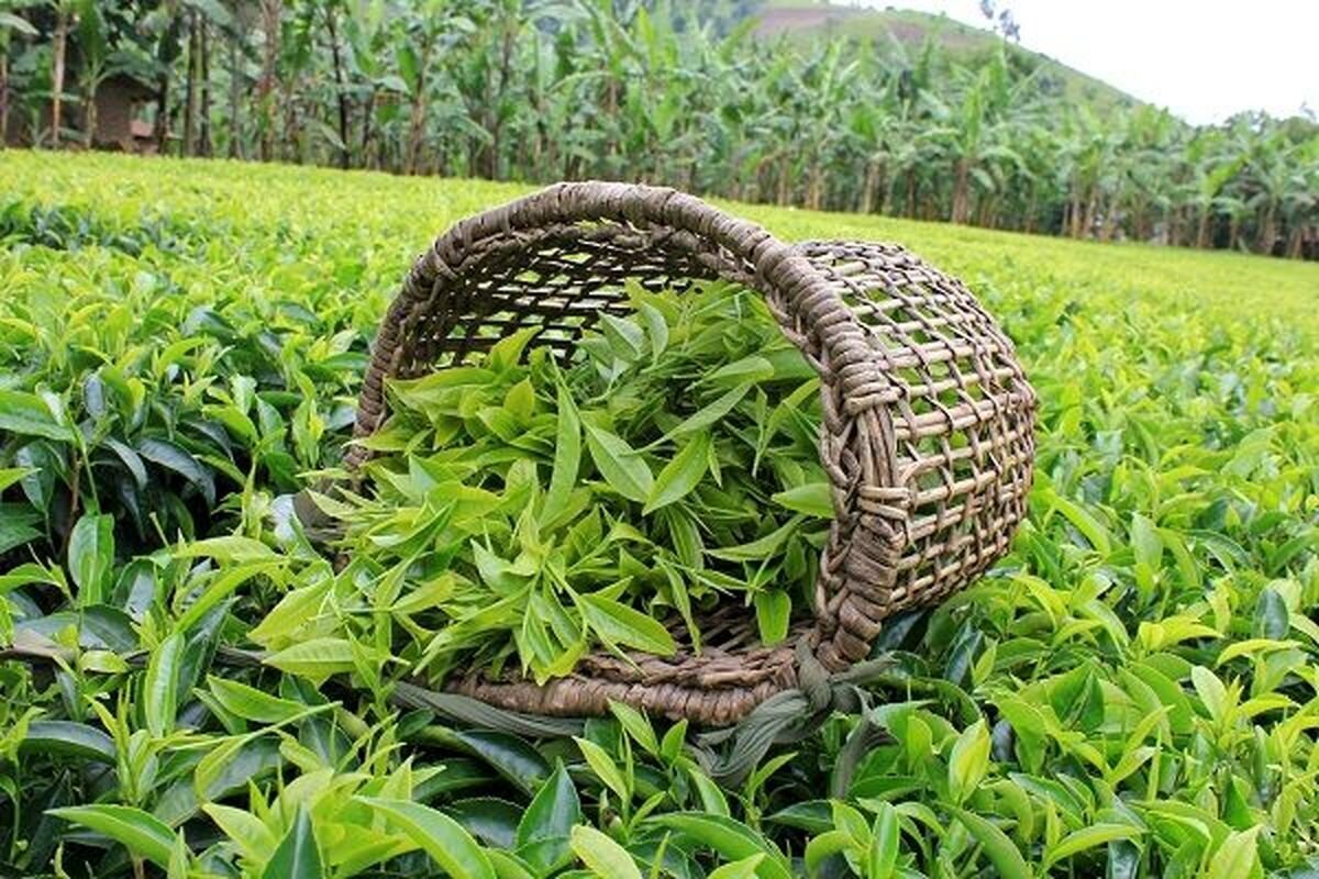 خرید برگ سبز چای از ۹۱ هزار تن عبور کرد