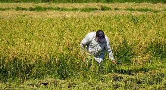 پیش‌بینی تولید ۳.۷ میلیون تن شلتوک