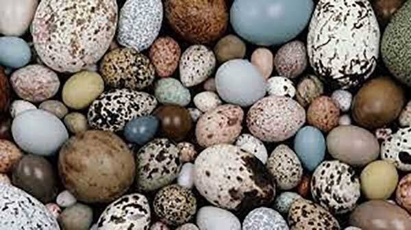 آموزش، مسیر افزایش تولید تخم ماکیان روستایی تا ۲۰ درصد نیاز کشور