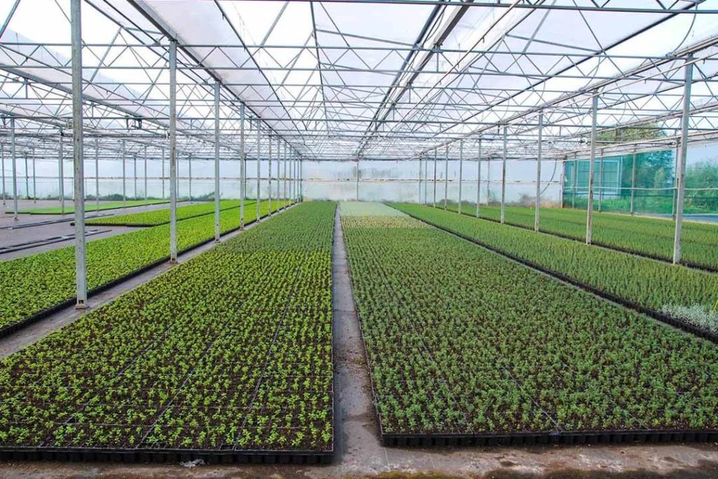 کاهش آسیب به طبیعت با کشت گلخانه‌ای گیاهان دارویی