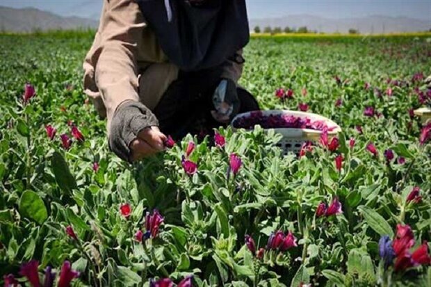 ضرورت تکمیل زنجیره ارزش گیاهان دارویی