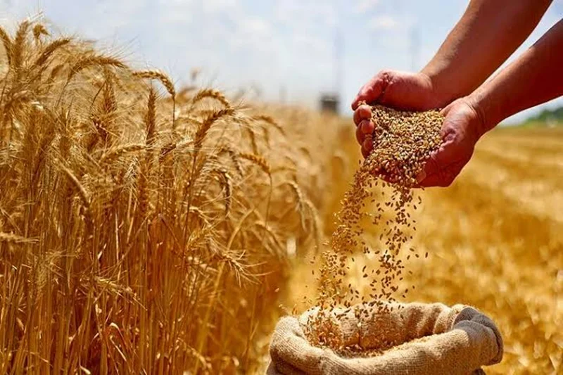 واردات گندم دامی با هدف تنظیم بازار آغاز شد