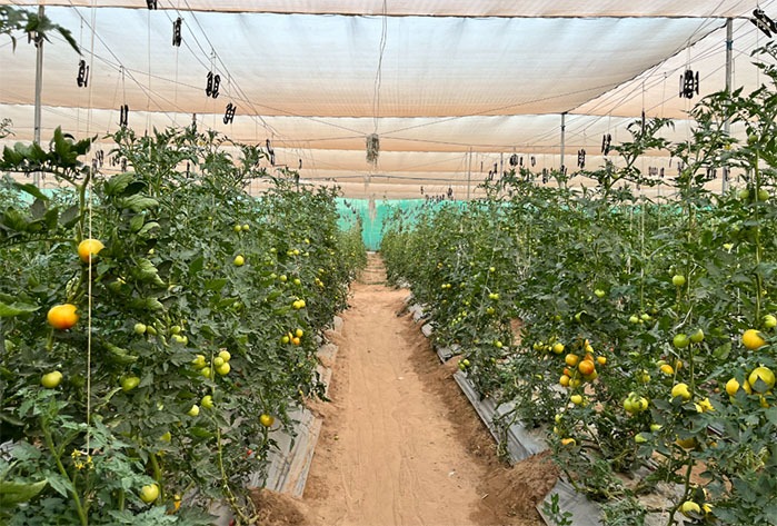 کاشت گوجه فرنگی مخصوص آبان و آذر