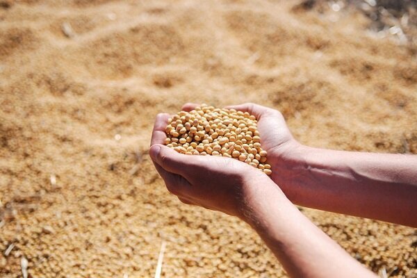 آغاز ثبت سفارش کنجاله برای تأمین خوراک دام