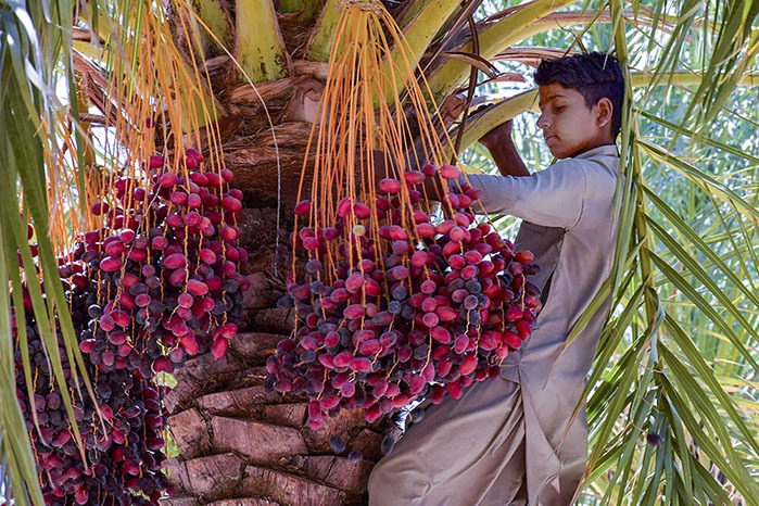 برنامه ریزی برای ارتقاء جایگاه جهانی خرمای ایران