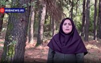 توسعه زراعت چوب با طرح جنگلداری نوین