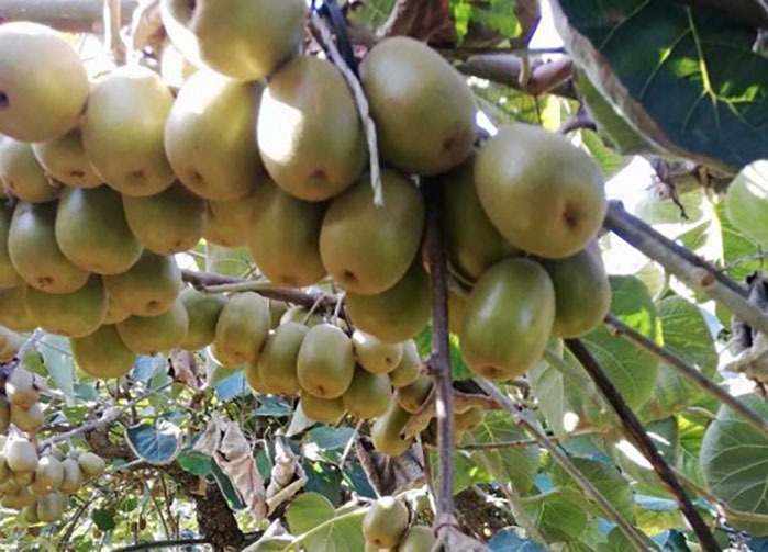 صادرات میوه بدون شناسه ممنوع است