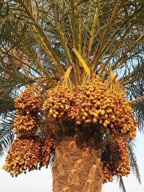 پیشگیری از ضایعات خرما