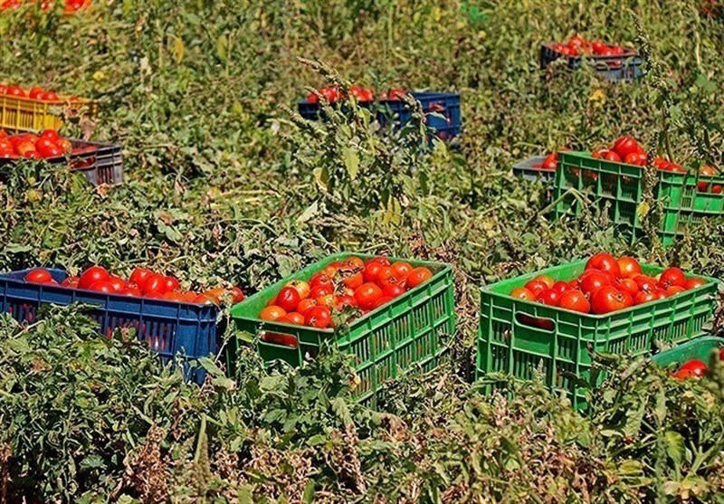 وزارت جهاد کشاورزی محدودیت صادرات گوجه‌فرنگی را رد کرد
