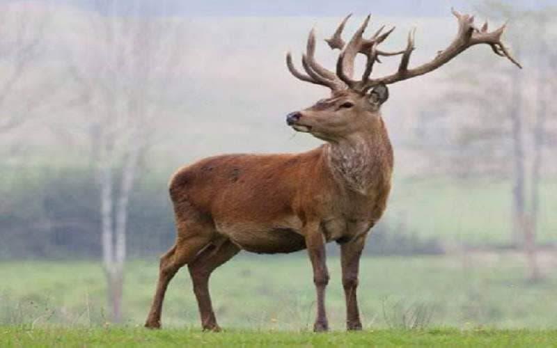 آغاز طرح حفاظتی «گاو بانگی» در سمنان