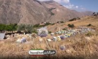 مسیر عسل ایرانی برای جهانی شدن