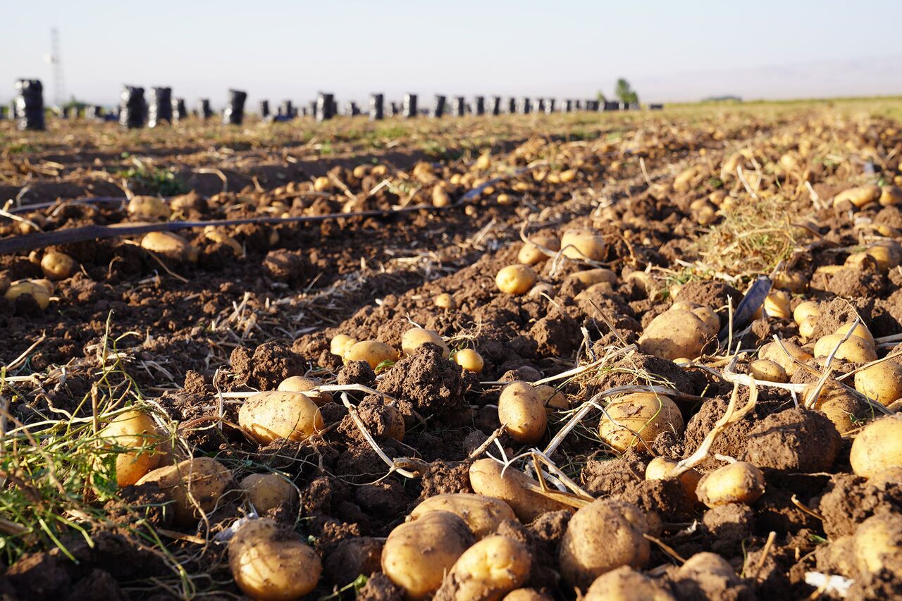 بازار سیب‌زمینی در مسیر تعادل