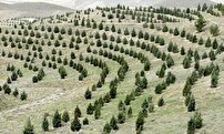 اجرای کاشت یک میلیارد درخت در سال پایانی