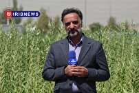 بذر بومی، گامی موثر در خوداتکایی تولید روغن