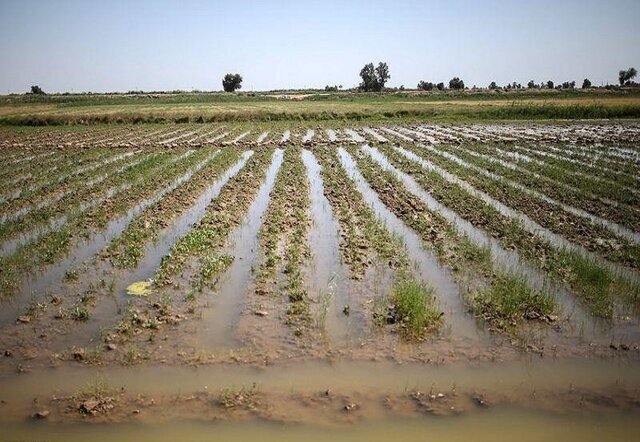خسارت سیل به مزارع بیمه شده جبران می‌شود