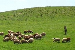 ۵۰ میلیون هکتار مرتع در انتظار احیا