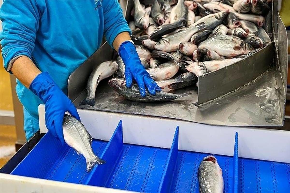 ابتکار ایران برای هماهنگ‌سازی توافق‌های شیلاتی