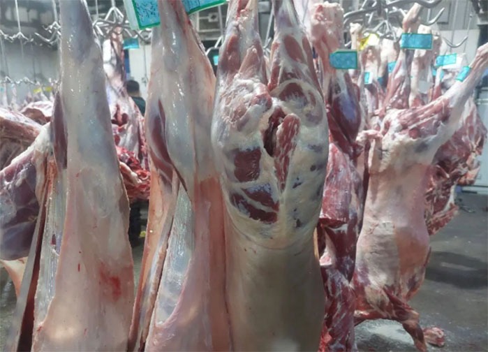 دامداران برای تغذیه دام نیاز به نقدینگی دارند