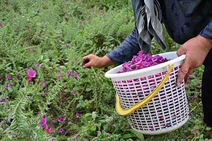 تهدید بازار گیاهان دارویی با سوءاستفاده از عنوان ارگانیک
