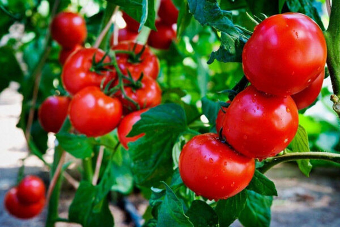 نیاز به ۴۵۱ میلیون بذر برای کشت بهاره گوجه