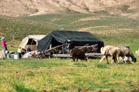 سهم عشایر در تولید گوشت قرمز