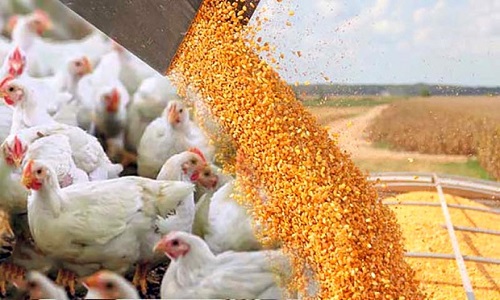 وضع مطلوب ذخایر نهاده‌های دامی و پروتئینی