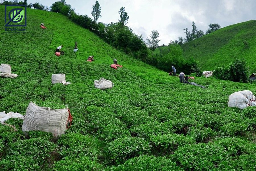 رشد ۲۳ درصدی تولید چای خشک کشور