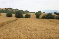 تداوم جهش تولید در دیمزار‌ها