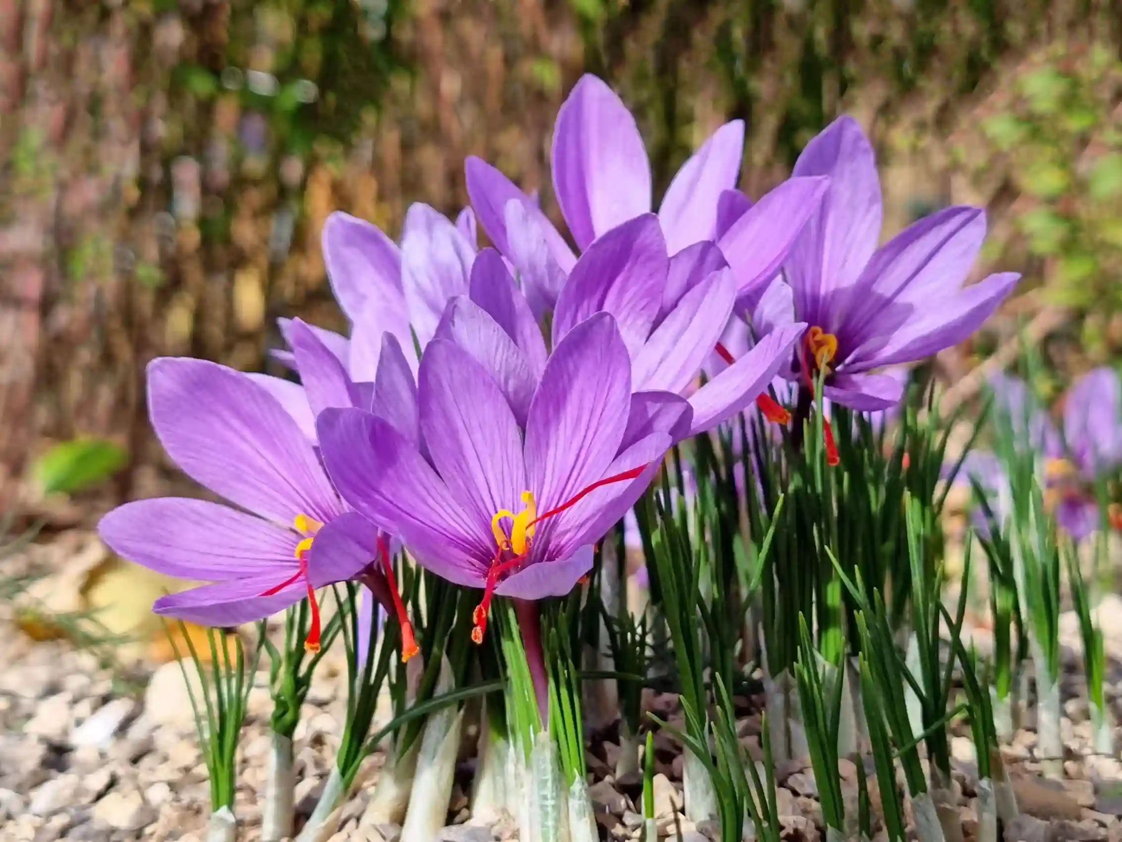 تأکید بر توسعه فرآوری و صادرات زعفران با ارزش افزوده بالا