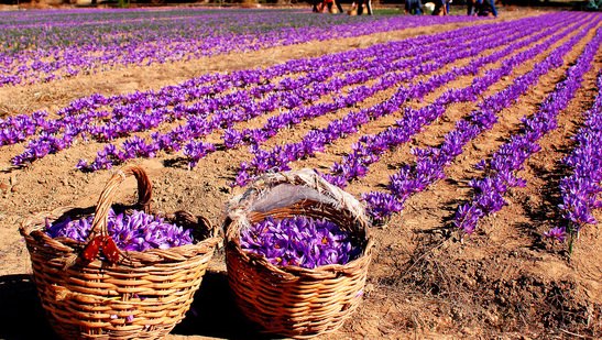 شناسنامه‌دار شدن باغات زعفران در دستور کار