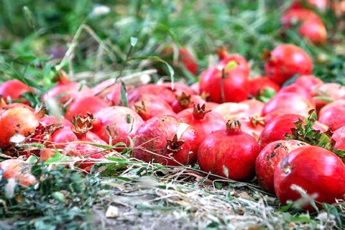 ایران، سومین تولیدکننده انار در جهان